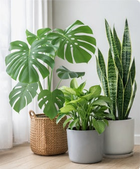 Indoor Plants