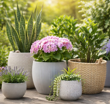 Pots & Planters